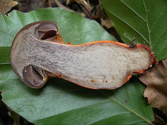 Cortinarius (Telamonia) bulliardii (Pers.) Fr.